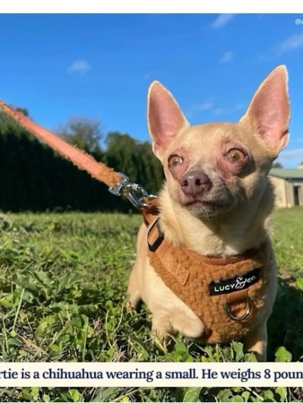 Lucy & Co. Plush Brown Dog Leash